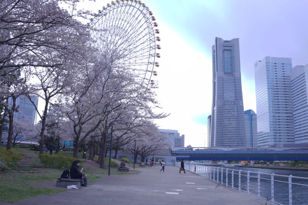 みなとみらい 桜 開花