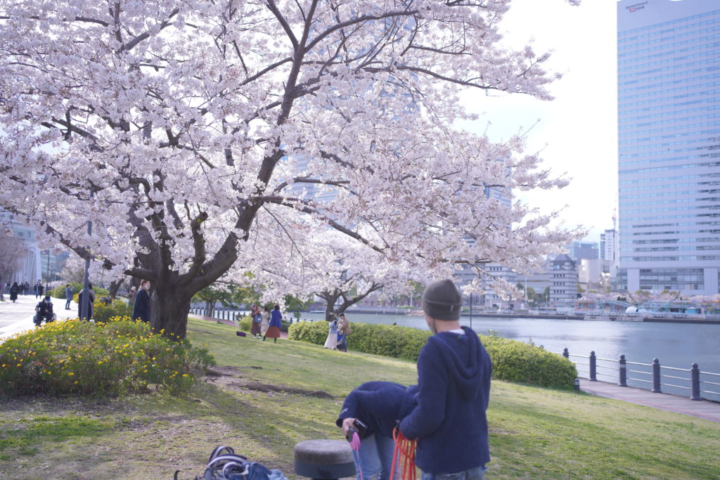 みなとみらい 桜 開花