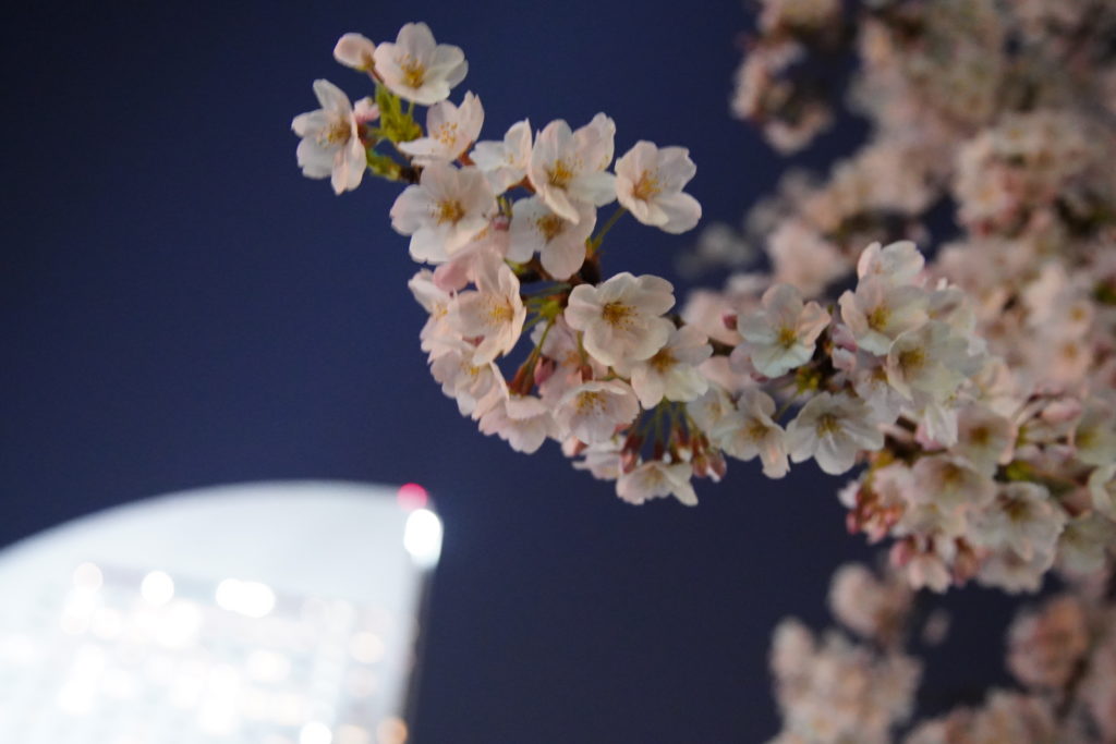 みなとみらい 桜 開花