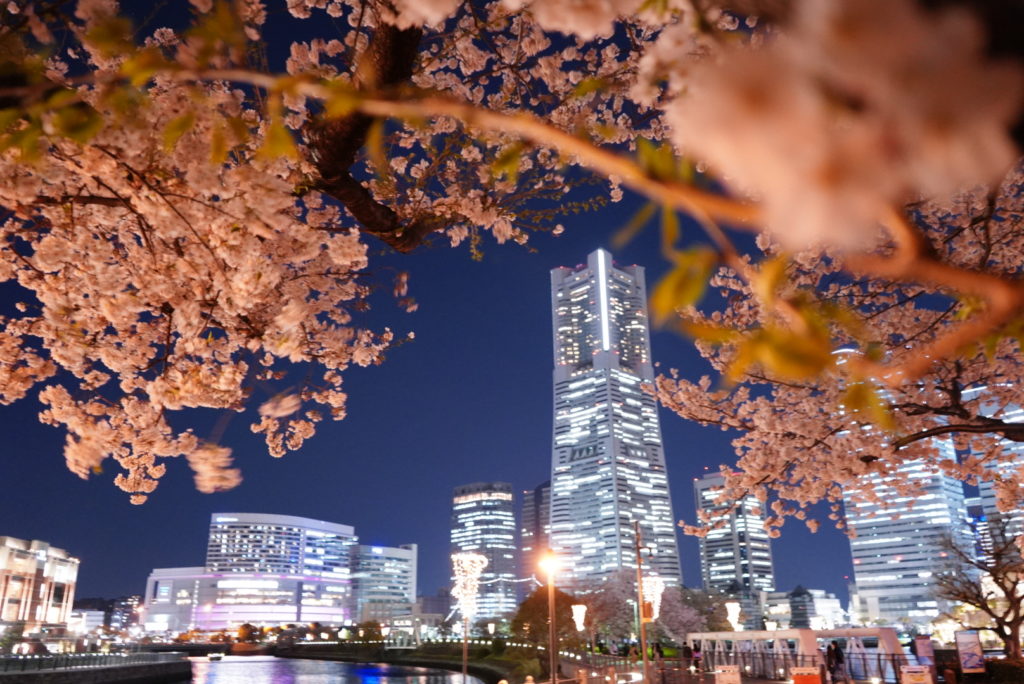 みなとみらい 桜 開花 夜景
