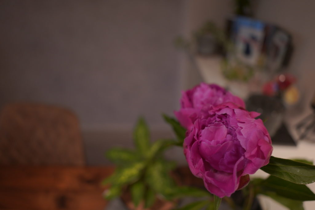 タムロン20mm 花